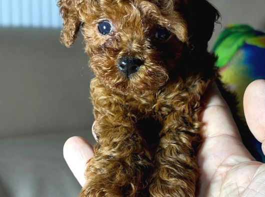 A Kalite Kore Kan Toy Poodle Yavrular görsel
