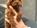 Toy Poodle Bebekler