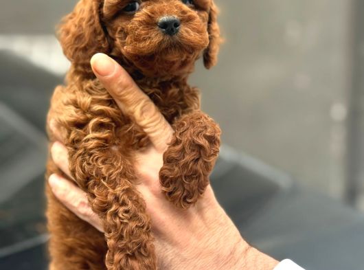 Toy Poodle Bebekler görsel