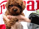 Efsane toy poodle yavrular