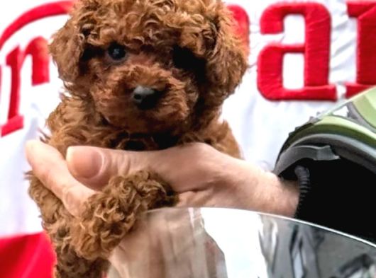 Efsane toy poodle yavrular