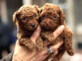 Efsane poodle bebekler
