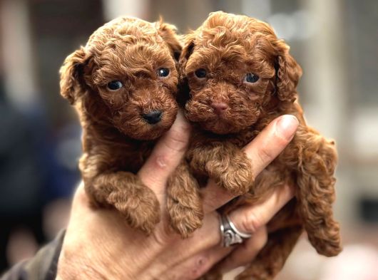 Efsane poodle bebekler