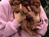 A Kalite Kore Kan Toy Poodle Yavrular