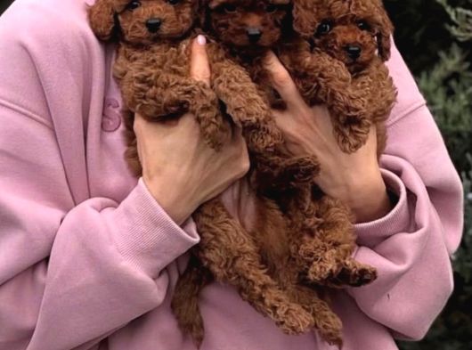 A Kalite Kore Kan Toy Poodle Yavrular görsel