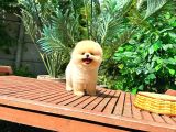 Safkan Pomerani̇an Boo