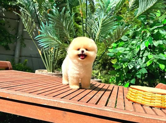 Safkan Pomerani̇an Boo görsel