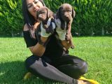 MÜKEMMEL ÇİKOLATA LABRADOR YAVRULARIM