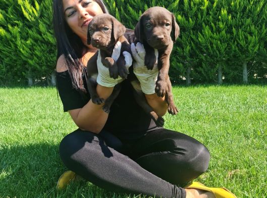 MÜKEMMEL ÇİKOLATA LABRADOR YAVRULARIM