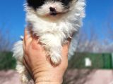 Show Kalite Tea Cup Pomeranian Yavrularımız
