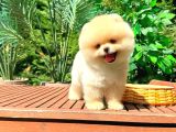 SAFKAN POMERANİAN BOO