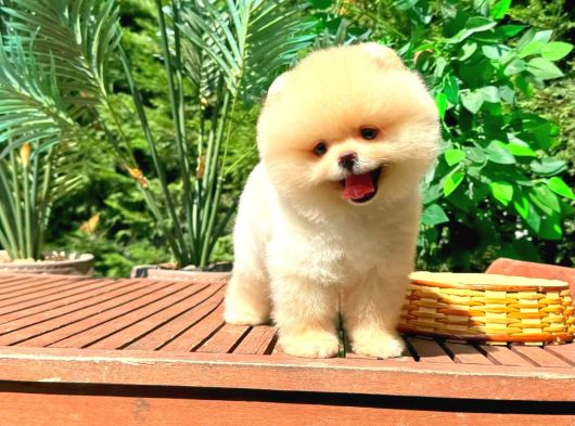 Safkan Pomerani̇an Boo