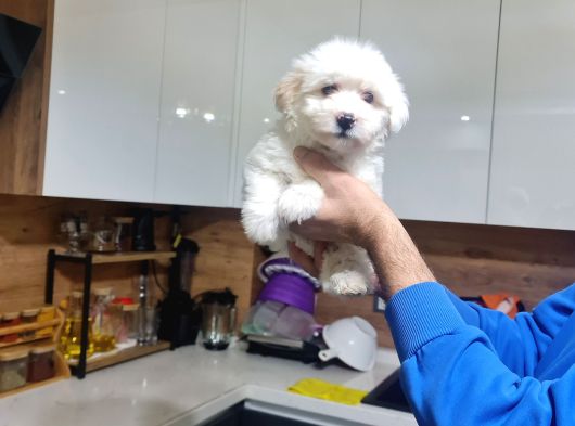Çok Büyümeyen Minyatür Minnaklarım görsel