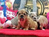 Üst Düzey İngi̇li̇z Buldog Yavrular