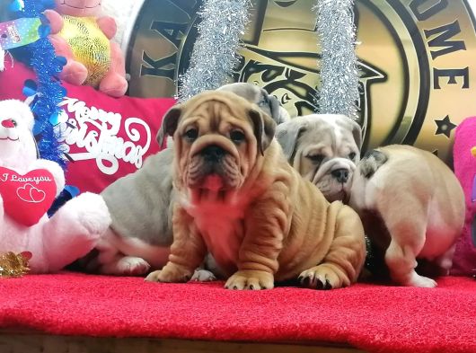 Üst Düzey İngi̇li̇z Buldog Yavrular görsel