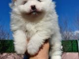 Show Kalite Tea Cup Pomeranian Yavrularımız