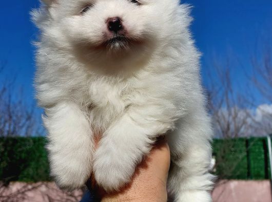 Show Kalite Tea Cup Pomeranian Yavrularımız görsel
