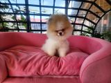 Show Kalite Tea Cup Pomeranian Yavrularımız