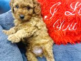 Full Safkan Orjinal Toypoodle Yavrumuz