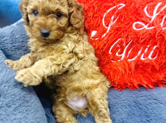 Full Safkan Orjinal Toypoodle Yavrumuz görsel