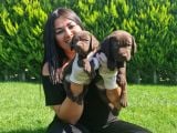 Mükemmel Çi̇kolata Labrador Yavrularim