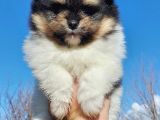 Show Kalite Tea Cup Pomeranian Yavrularımız