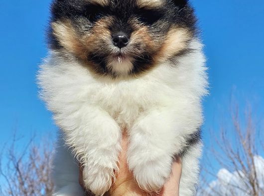Show Kalite Tea Cup Pomeranian Yavrularımız görsel