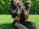 Mükemmel Çi̇kolata Labrador Yavrularim
