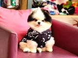 Show Kalite Tea cup Pomeranian Yavrularımız