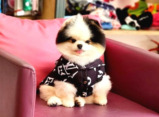 Show Kalite Tea Cup Pomeranian Yavrularımız