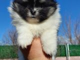 Show Kalite Tea Cup Pomeranian Yavrularımız
