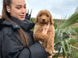 Standart Poodle Dev Boy Bebekler