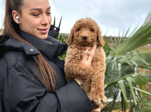 Standart Poodle Dev Boy Bebekler görsel