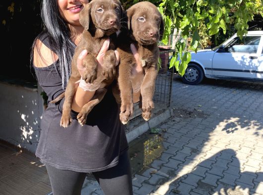 SAFKAN ÇİKOLATA LABRADOR YAVRULARIM