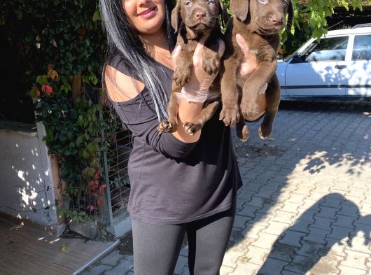 Safkan Çi̇kolata Labrador Yavrularim görsel