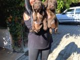 Safkan Çi̇kolata Labrador Yavrularim