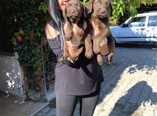Safkan Çi̇kolata Labrador Yavrularim görsel