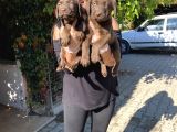Safkan Çi̇kolata Labrador Yavrularim