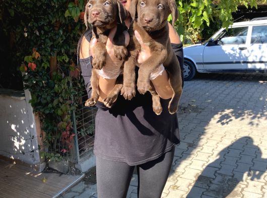 Safkan Çi̇kolata Labrador Yavrularim görsel