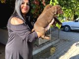Safkan Çi̇kolata Labrador Yavrularim