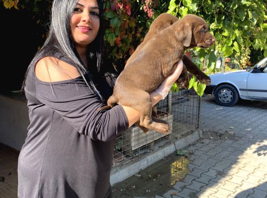 Safkan Çi̇kolata Labrador Yavrularim görsel