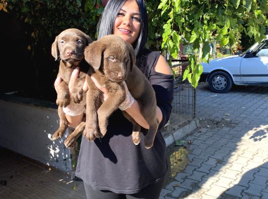 Mükemmel Çi̇kolata Labrador Yavrularim görsel
