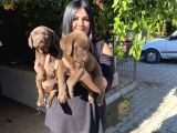 Mükemmel Çi̇kolata Labrador Yavrularim