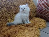 Brti̇sh Shorthai̇r Longhai̇r Si̇lver Poi̇nt
