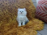 Brti̇sh Shorthai̇r Longhai̇r Si̇lver Poi̇nt