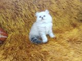 Brti̇sh Shorthai̇r Longhai̇r Si̇lver Poi̇nt