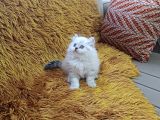 Brti̇sh Shorthai̇r Longhai̇r Si̇lver Poi̇nt