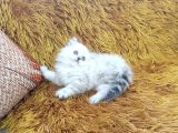 BRTİSH SHORTHAİR LONGHAİR SİLVER POİNT
