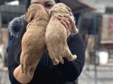 Mükemmel Safkan Maltipo Yavrularım