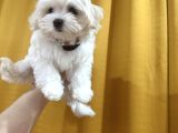 Maltese Terrier